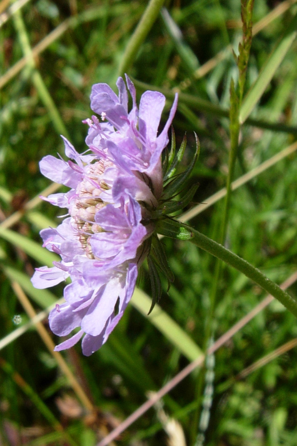 Scabiosa lucida / Vedovina alpestre